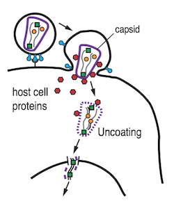 image - Virus-host cell interactions
