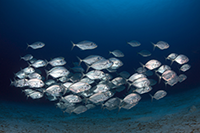 Image - Fish school by randomly copying each other, rather than following the group