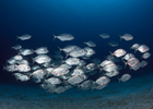 Image - Fish school by randomly copying each other, rather than following the group